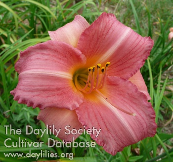 Daylily Cedar Waxwing