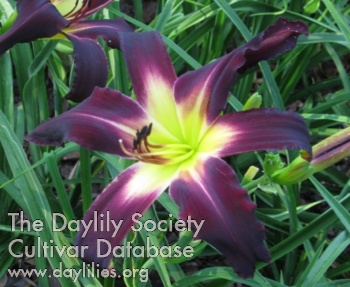 Daylily Celestial Tower of Power
