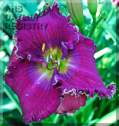 Daylily Celestial Shore