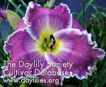 Daylily Cell Tower