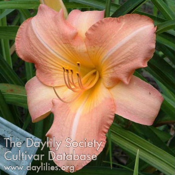 Daylily Chamonix