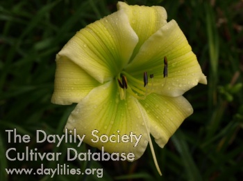 Daylily Chartreuse Mystique
