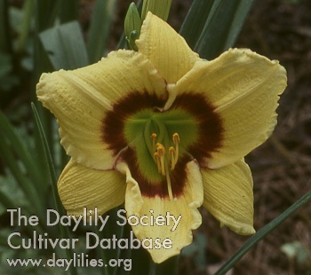 Daylily Chatterbox