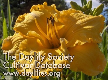 Daylily Cheese and Crackers