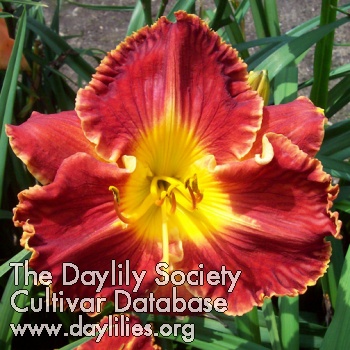 Daylily Cherokee Choices
