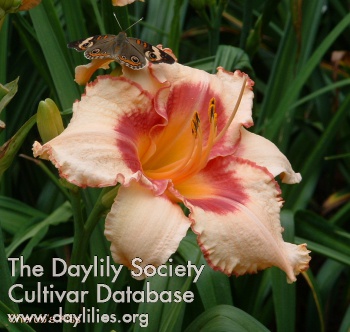 Daylily Cherub's Kiss