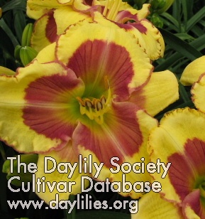 Daylily Chief Executive Officer