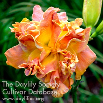 Daylily Chilam Balam