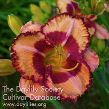 Daylily Chinampa