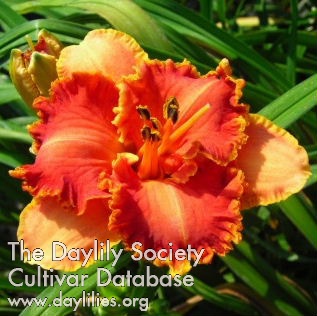 Daylily Christina Cook