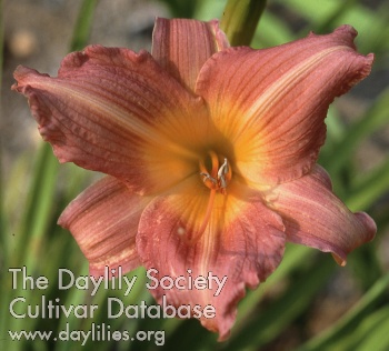 Daylily Christmas Candles