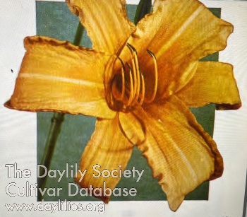 Daylily Cibola