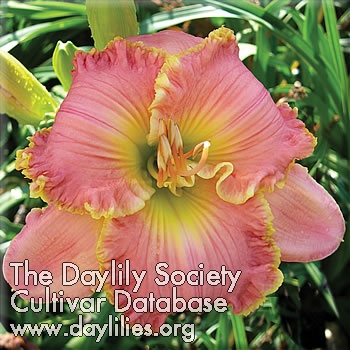 Daylily Circle of Fire