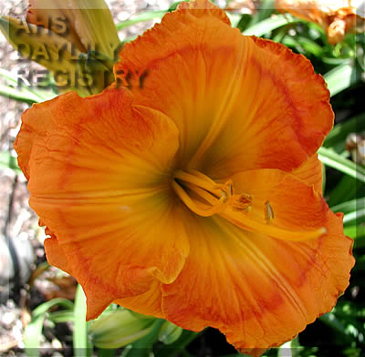 Daylily Citrix