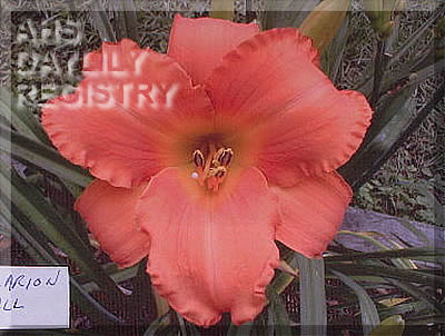 Daylily Clarion Call