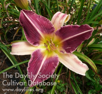 Daylily Cliffs of Abique