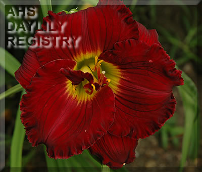Daylily Cloaked in Secrecy