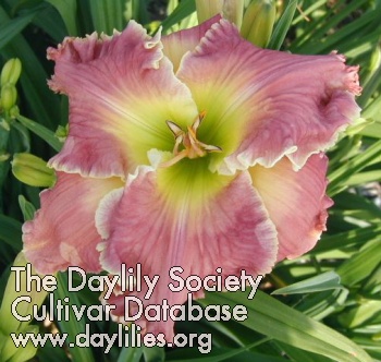Daylily Cloud of Witnesses