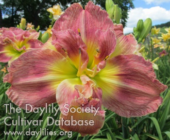 Daylily Clouds from Heaven
