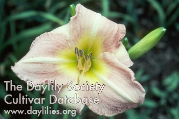 Daylily Cloverdale