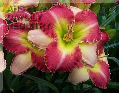 Daylily Clown Parade