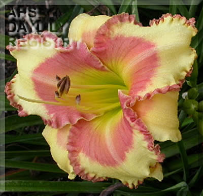 Daylily Coach's Real Deal