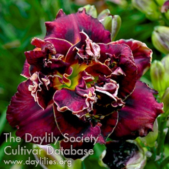 Daylily Cocktail Black Russian