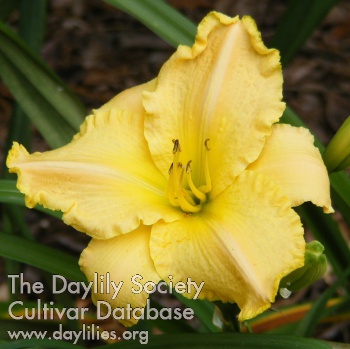 Daylily Coco Chanel