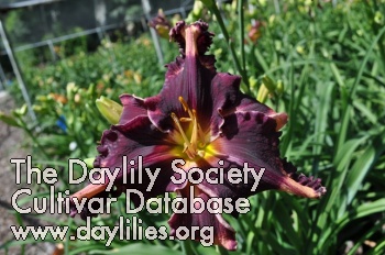 Daylily Coit Tower