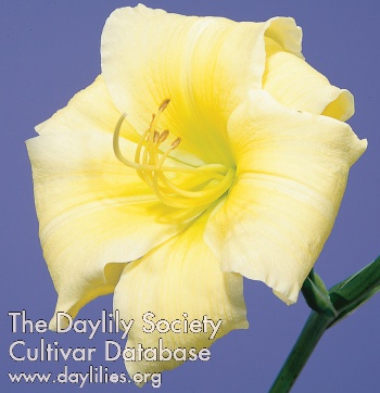 Daylily Cold Harbor