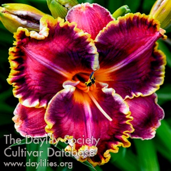 Daylily Collier de Grenat