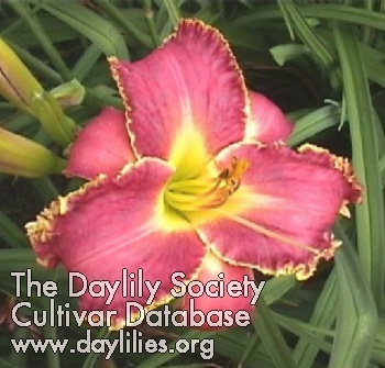 Daylily Color Flash