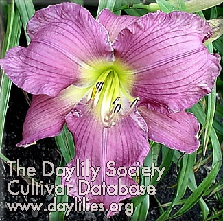 Daylily Colored with Love