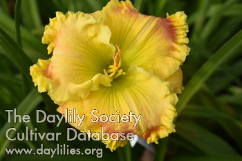 Daylily Colorgame to Dreams