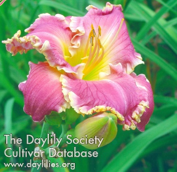 Daylily Color Me Harmony