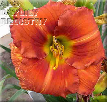 Daylily Colossus and Butterfly