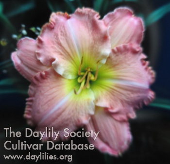 Daylily Come with Me