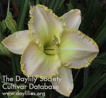 Daylily Commander in Chief