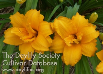 Daylily Condilla