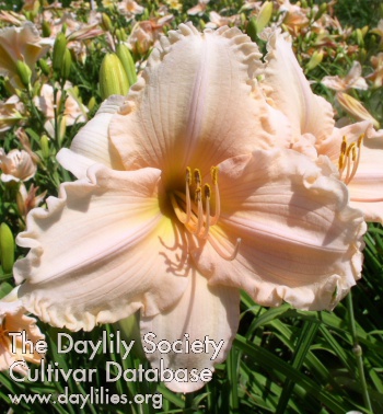Daylily Confectioner's Dream