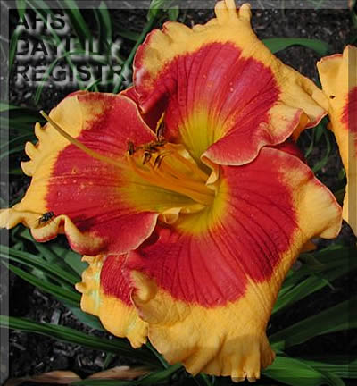 Daylily Connie Can't Have It