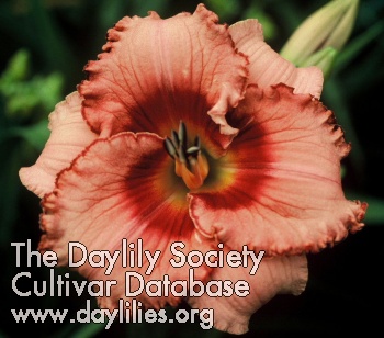 Daylily Consider Yourself