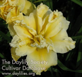 Daylily Constant Craving