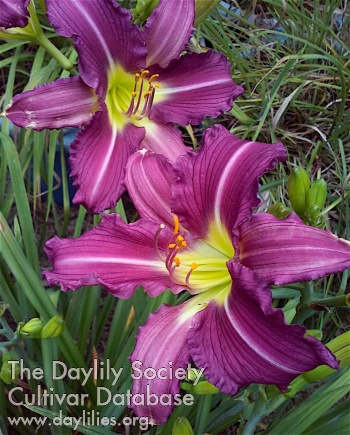 Daylily Contemplation of Chaos