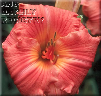 Daylily Continuous Pleasure