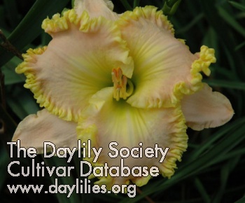 Daylily Cool Confections