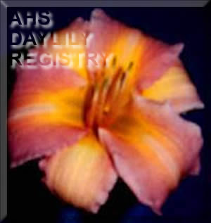 Daylily Cool Coral