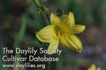 Daylily Corky