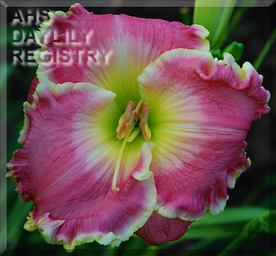 Daylily Cosenza