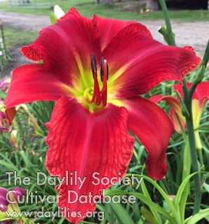 Daylily Cougar in Red